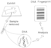 Analysing DNA Samples